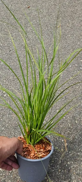 rozowa-trawa-pampasowa-cortaderia-sadzonka-xl-idealna-na-zywoplot-roslina-w-postaci-sadzonka-w-pojemniku-05-1l