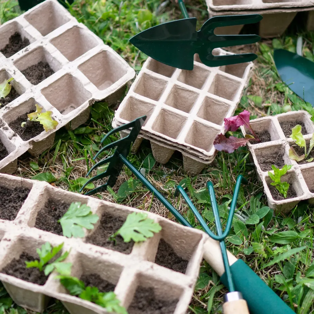 grabki-biogrod-700002-stan-nowy