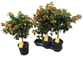 lantana-camara-simon-orange-19o-75cm-pomaranczowe-cudo