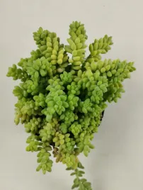 sedum-burrito-10o-20cm-rozchodnik