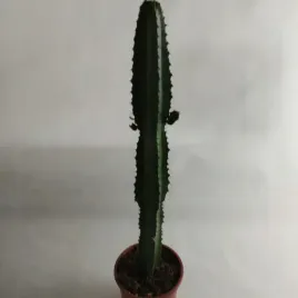 euphorbia-acrurensis-cites-17o-80cm-wilczomlecz