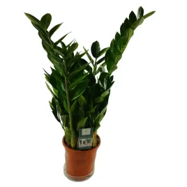 zamioculcas-zamifolia-21o-100cm-10st-10sztuk