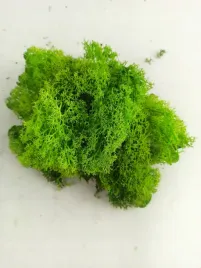 mech-chrobotek-jasno-zielony-10g