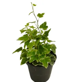 bluszcz-pnacy-mix-2-szt-helix-las-w-sloiku-szkle-10cm