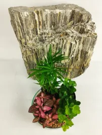 palmabluszczfittonia-zestaw-do-sloika