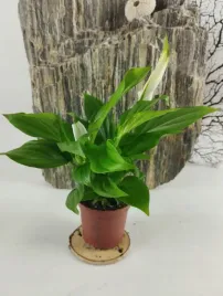 skrzydlokwiat-pearl-cupido-25-cm