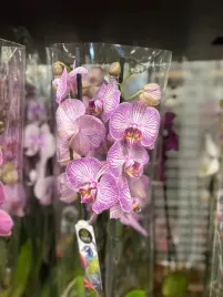 storczyk-phalaenopsis-12o-60cm-3-pedy