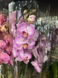 storczyk-phalaenopsis-12o-60cm-3-pedy-rodzaj-rosliny-rosliny-kwitnace