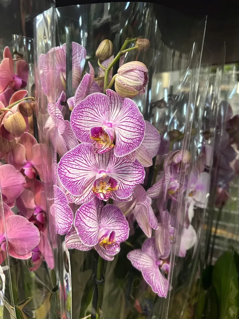 storczyk-phalaenopsis-12o-60cm-3-pedy-rodzaj-rosliny-rosliny-kwitnace