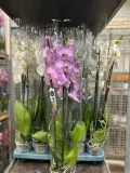 storczyk-phalaenopsis-12o-60cm-3-pedy-wysokosc-sadzonki-60-cm