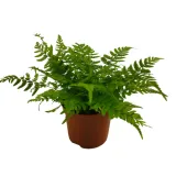 paproc-polystichum-las-w-sloiku