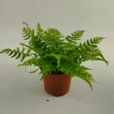 paproc-polystichum-las-w-sloiku-rodzaj-rosliny-rosliny-zielone