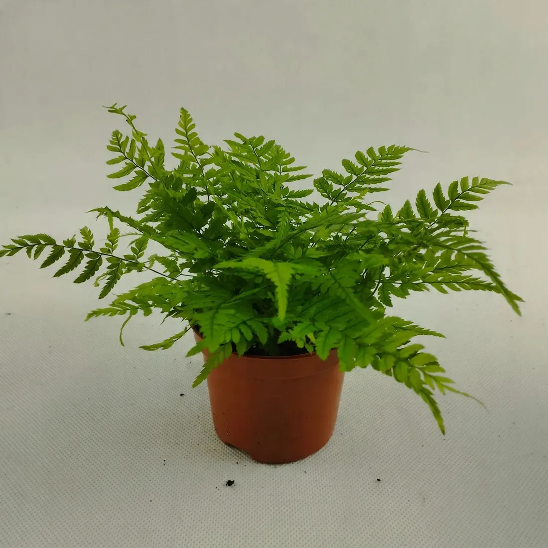 paproc-polystichum-las-w-sloiku