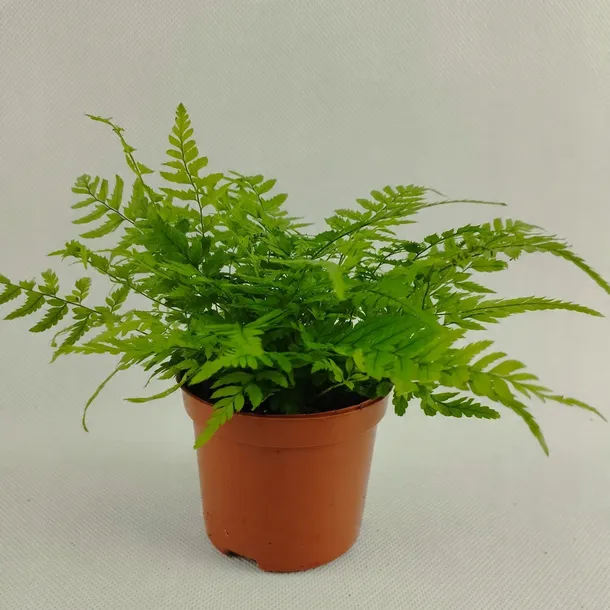 paproc-polystichum-las-w-sloiku-kod-producenta-nl-631346287