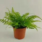 paproc-polystichum-las-w-sloiku-kod-producenta-nl-631346287