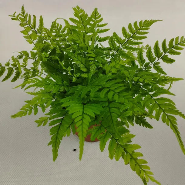 paproc-polystichum-las-w-sloiku-odmiana-polystichum-aculeatum
