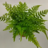 paproc-polystichum-las-w-sloiku-odmiana-polystichum-aculeatum