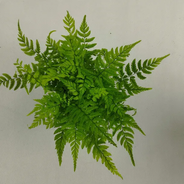 paproc-polystichum-las-w-sloiku-cechy-charakterystyczne-lubiace-cien-oczyszczajace-powietrze-proste-w-pielegnacji