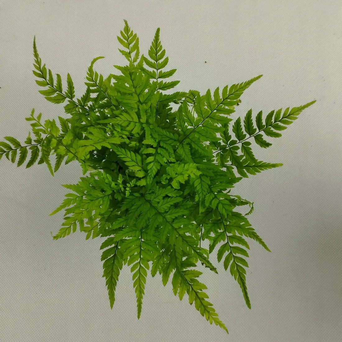 paproc-polystichum-las-w-sloiku
