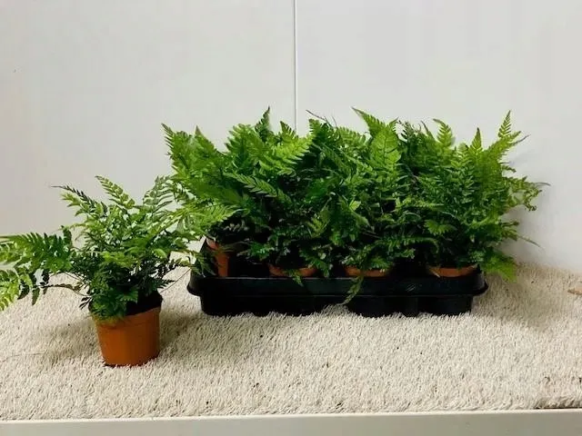paproc-polystichum-las-w-sloiku-numer-paszportu-sekcja-c-nl-631346287