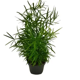 asparagus-falcatus-12o-30cm-asparagus-sierpowaty