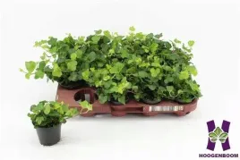 bluszcz-hedera-helix-wonder-8o-10cm-las-w-sloiku-szkle