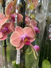 storczyk-phalaenopsis-12o-60cm-3-pedy
