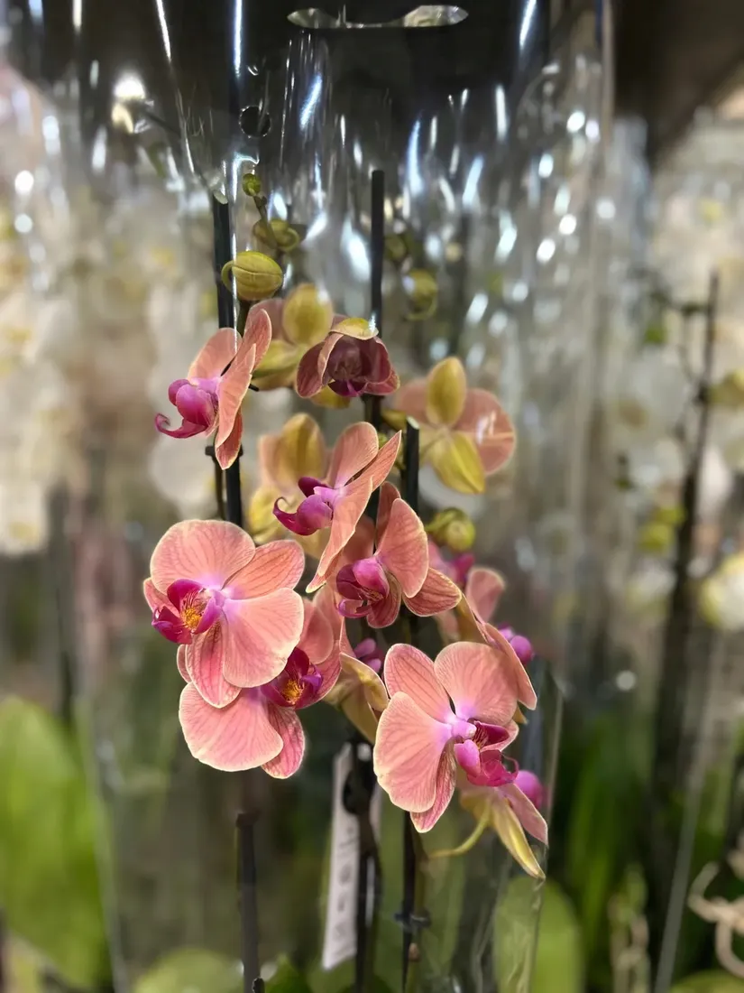 storczyk-phalaenopsis-12o-60cm-3-pedy-rodzaj-rosliny-rosliny-kwitnace