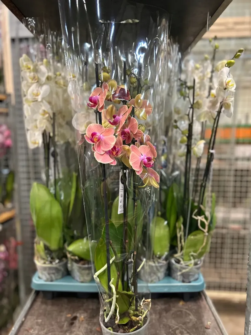 storczyk-phalaenopsis-12o-60cm-3-pedy