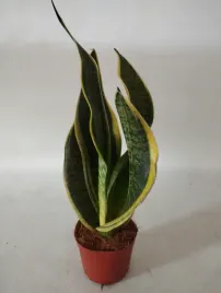 sansevieria-trifasciata-superba-9o-35cm-sanseweria