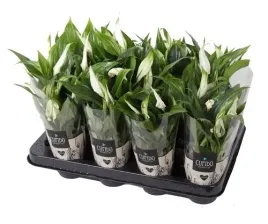 skrzydlokwiat-pearl-cupido-25-cm-paletka-16-szt