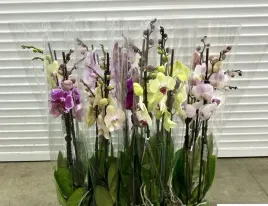storczyk-phalaenopsis-zywy-w-doniczce-mix-kolorow-70-cm-roslina-doniczkowa