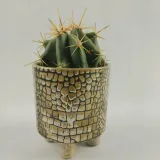 kaktus-w-oslonce-ceramicznej