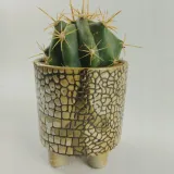 kaktus-w-oslonce-ceramicznej-rodzaj-rosliny-kaktusy