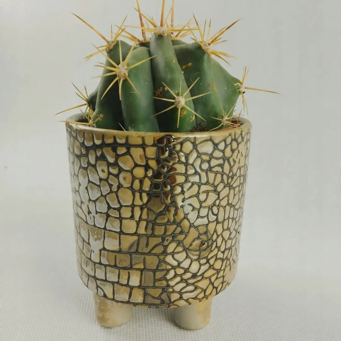 kaktus-w-oslonce-ceramicznej-rodzaj-rosliny-kaktusy