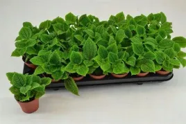 pilea-alumi-85o-12cm-pilea-moon-valley-las-w-sloiku