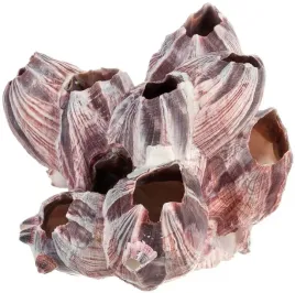 muszla-barnacle-pakle-dekoracja-akwarium-12-15cm