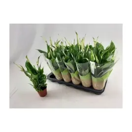 skrzydlokwiat-spathiphyllum-chopin-paletka-18-szt