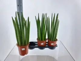 sansevieria-cylindrica-17o-65cm-mega-duza-dostojna-i-reprezentacyjna