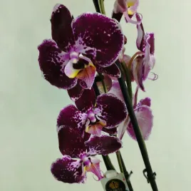 storczyk-phalaenopsis-12o-70cm-3-pedy