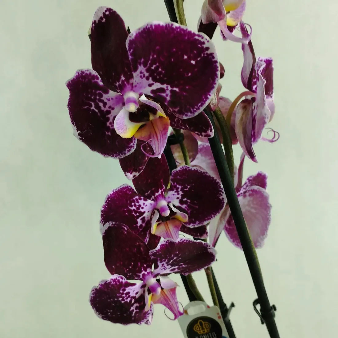 storczyk-phalaenopsis-12o-70cm-3-pedy