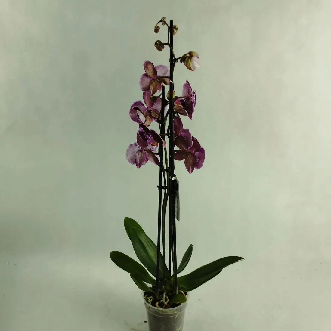 storczyk-phalaenopsis-12o-70cm-3-pedy