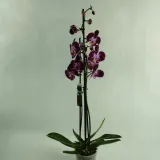 storczyk-phalaenopsis-12o-70cm-3-pedy-wysokosc-sadzonki-70-cm