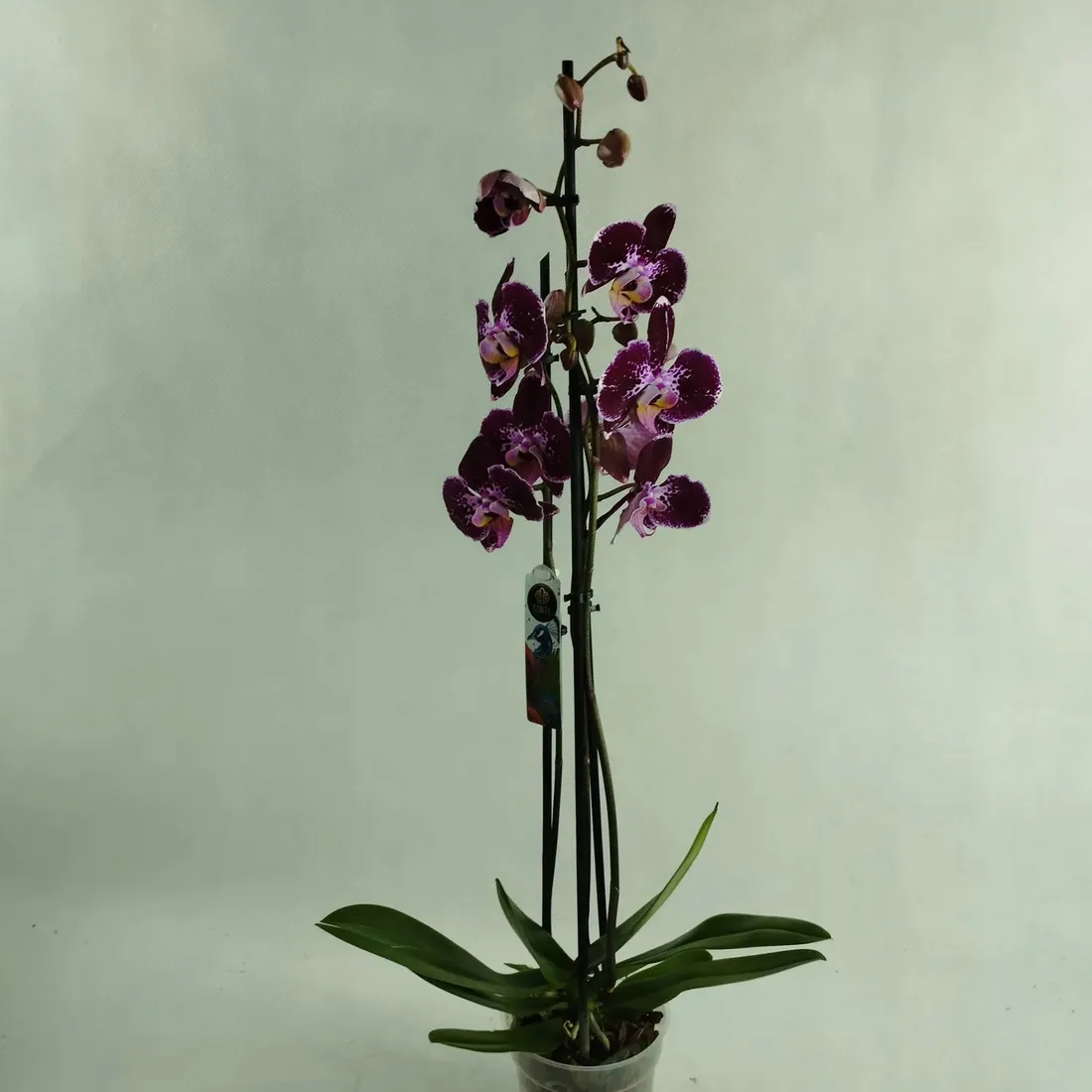storczyk-phalaenopsis-12o-70cm-3-pedy-rodzaj-rosliny-rosliny-kwitnace