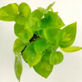 epipremnum-pinnatum-global-green