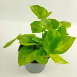 epipremnum-pinnatum-global-green-rodzaj-rosliny-rosliny-zielone