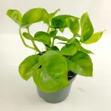 epipremnum-pinnatum-global-green-kod-producenta-nl-837769671