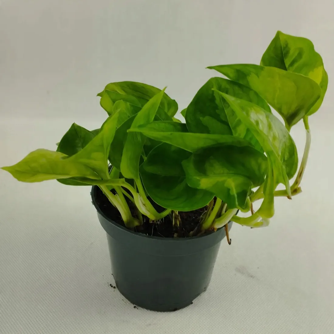 epipremnum-pinnatum-global-green