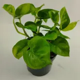epipremnum-pinnatum-global-green-numer-paszportu-sekcja-c-nl-837769671