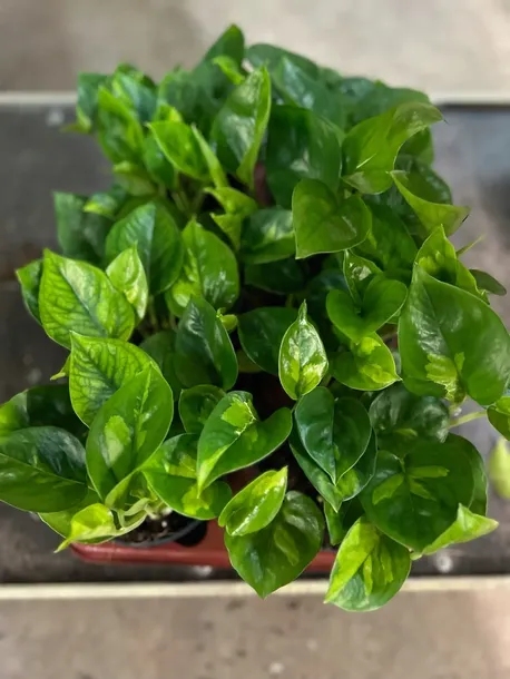 epipremnum-pinnatum-global-green-nazwa-rosliny-epipremnum